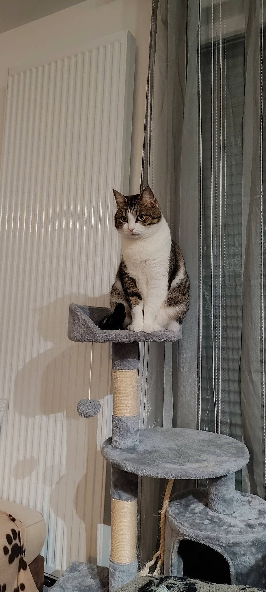 Jade participe au concours pour gagner de l'argent avec cette photo : carnivore, cat, cat_furniture, cat_supply, curtain, domestic_short_haired_cat, fawn, felidae, fur, grey, hardwood, pet_supply, shelf, small_to_medium_sized_cats, stairs, table, tail, whiskers, window, wood