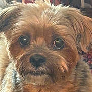 Rocco is registered to the contest to win money with this photo: animal, animal_face, canine, close_up, companion, cute, dog, domestic, eyes, face, fluffy, friendly, fur, furry, head, indoor, looking, muzzle, pet, portrait