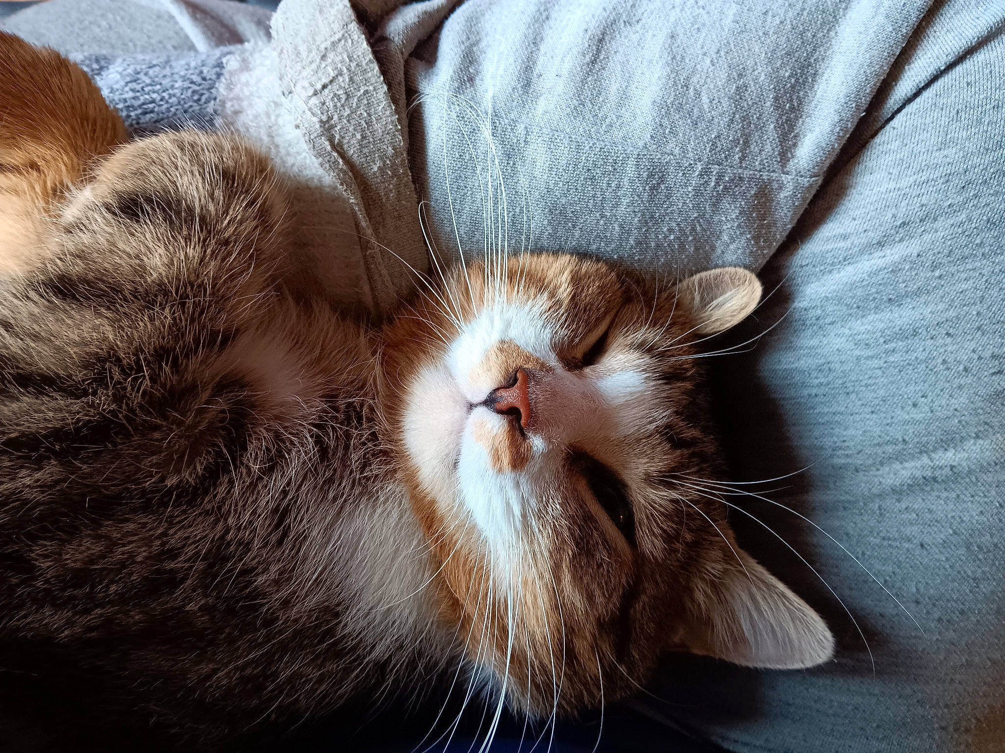 Fillou a rejoint le concours — aidez-le/la à gagner de superbes lots ! carnivore, cat, claw, close_up, comfort, domestic_short_haired_cat, ear, fawn, felidae, fur, nap, paw, plant, sleep, small_to_medium_sized_cats, snout, tail, terrestrial_animal, whiskers