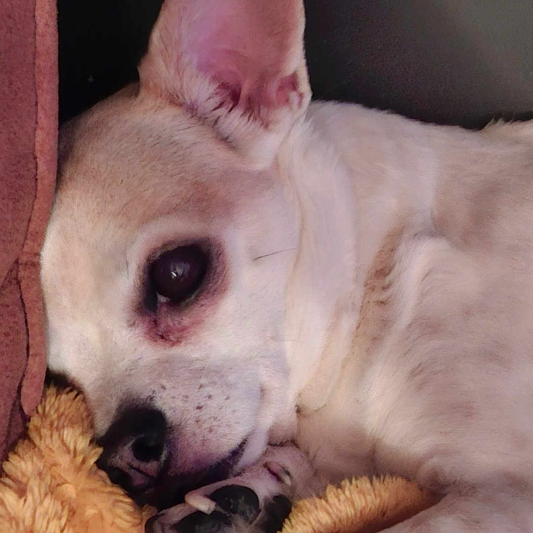 Calou participe au concours pour gagner de l'argent avec cette photo : animal, blanket, canine, closeup, comfort, companion, cozy, cute, dog, ear, fur, indoor, laying, paw, pet, relaxed, resting, sleeping, snuggle, soft