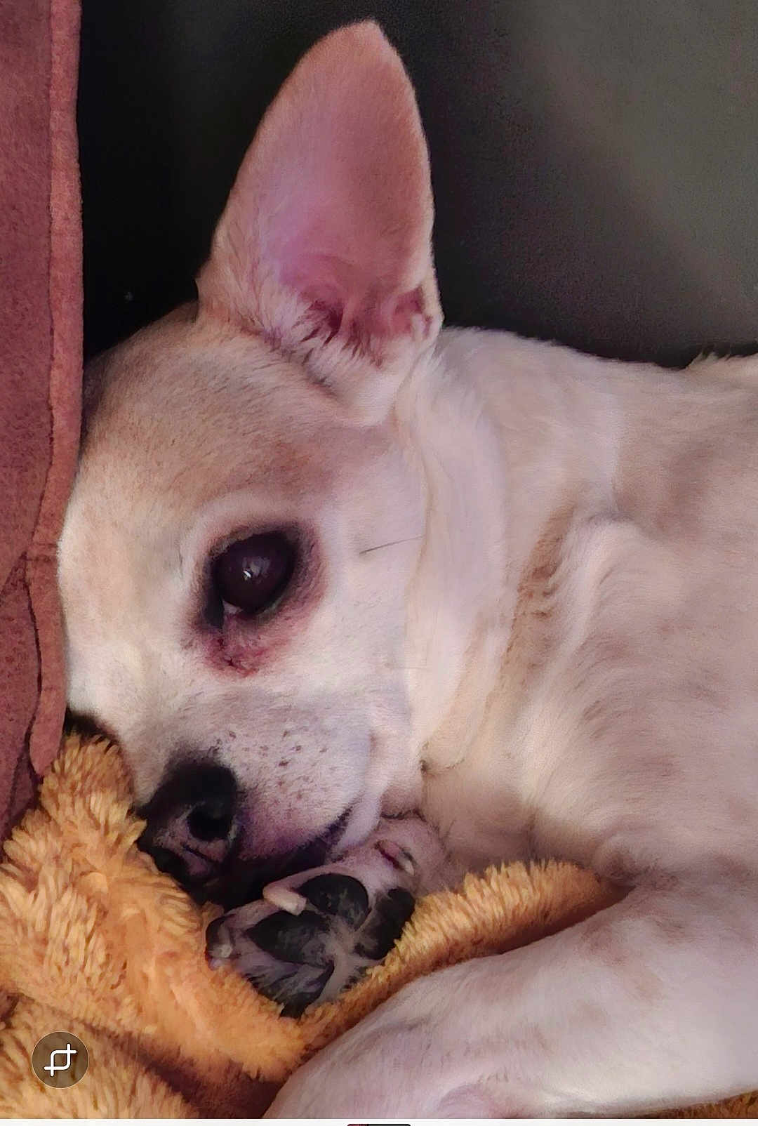 Calou participe au concours pour gagner de l'argent avec cette photo : dog, sleeping, blanket, paw, ear, closeup, resting, cozy, pet, fur, cute, animal, indoor, relaxed, snuggle, canine, comfort, soft, laying, companion