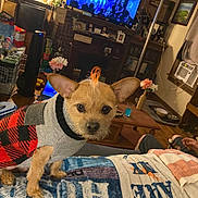 Rappiedoo is registered to the contest to win money with this photo: animal, architecture, building, canine, computerhardware, couch, cup, dog, electronics, entertainmentcenter, furniture, hardware, indoors, livingroom, monitor, pet, puppy, room, screen, tv