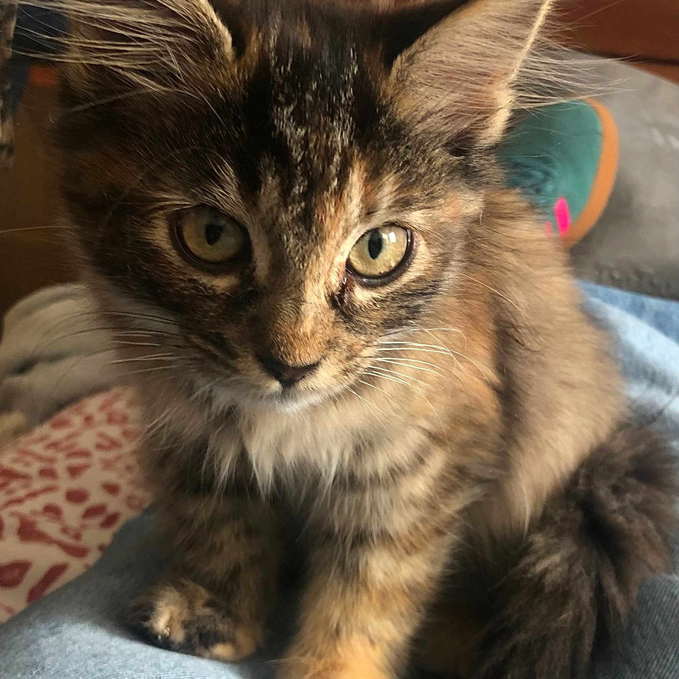 Princesse a rejoint le concours — aidez-le/la à gagner de superbes lots ! blurred_background, cat, closeup, curious, domestic, ears, eyes, feline, fur, furniture, human, indoor, jeans, kitten, lap, pet, shoe, sitting, tail, whiskers