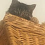 animal, basket, brown, cat, closeup, cozy, curious, cute, ears, eyes, feline, fur, hiding, indoor, peek, pet, playful, soft, texture, woven