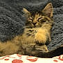 Princesse a rejoint le concours — aidez-le/la à gagner de superbes lots ! animal, blanket, blurry, cat, closeup, comfort, cozy, cute, feline, fur, heart_pattern, indoor, kitten, paw, pet, relaxed, resting, sleeping, soft, young