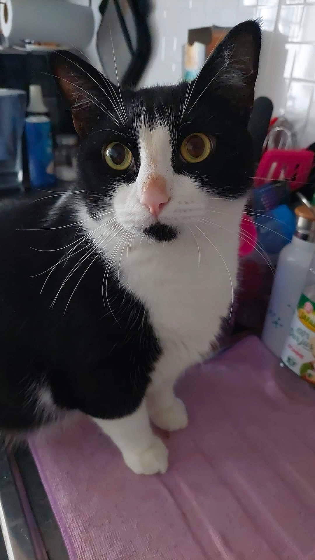 Loulou participe au concours pour gagner de l'argent avec cette photo : bottle, carnivore, cat, claw, domestic_short_haired_cat, eye, felidae, fur, paw, small_to_medium_sized_cats, snout, tail, whiskers