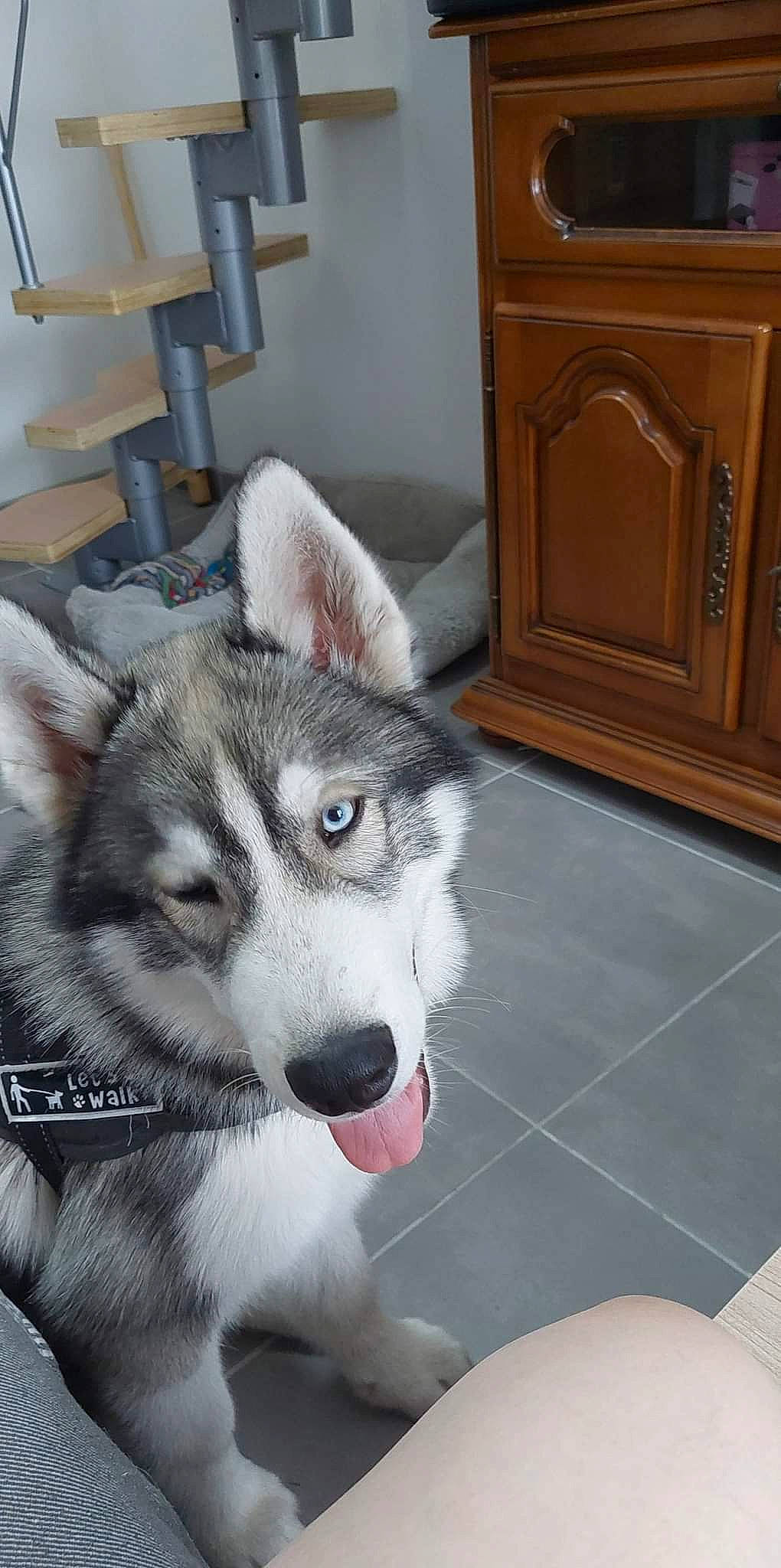 Tokyo participe au concours pour gagner de l'argent avec cette photo : cabinetry, carnivore, companion_dog, dog, dog_breed, door, drawer, flooring, fur, hardwood, room, sled_dog, snout, sporting_group, terrestrial_animal, varnish, wood, wood_stain, working_animal, working_dog