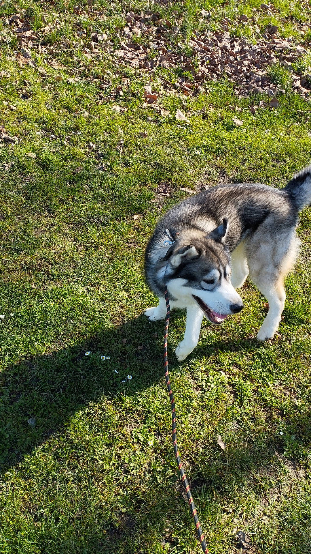Tokyo participe au concours pour gagner de l'argent avec cette photo : canidae, carnivore, companion_dog, dog, dog_breed, fur, grass, groundcover, plant, siberian_husky, sled_dog, sporting_group, tail, terrestrial_animal, working_animal, working_dog