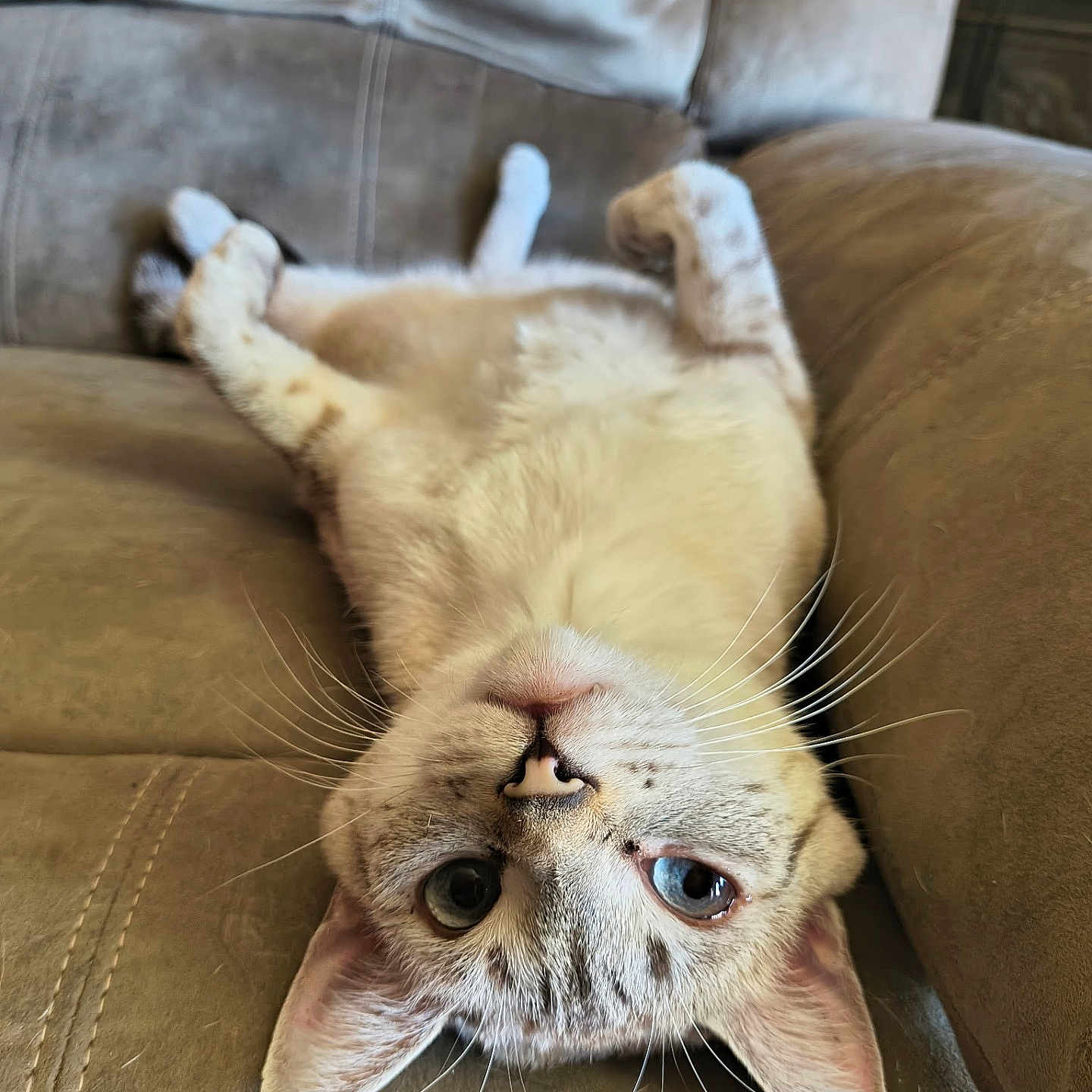Pandora is registered to the contest to win money with this photo: cat, upside_down, couch, furniture, whiskers, relaxed, indoor, pet, fur, animal, cute, home, cozy, resting, looking, ears, nose, paws, soft, comfortable