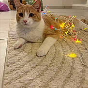 Atchoum participe au concours pour gagner de l'argent avec cette photo : cat, orange_cat, white_cat, indoor, rug, floor, string_lights, holiday_lights, decorative_lights, relaxed, pet, feline, playful, cozy, home, animal, cute, paws, ears, whiskers