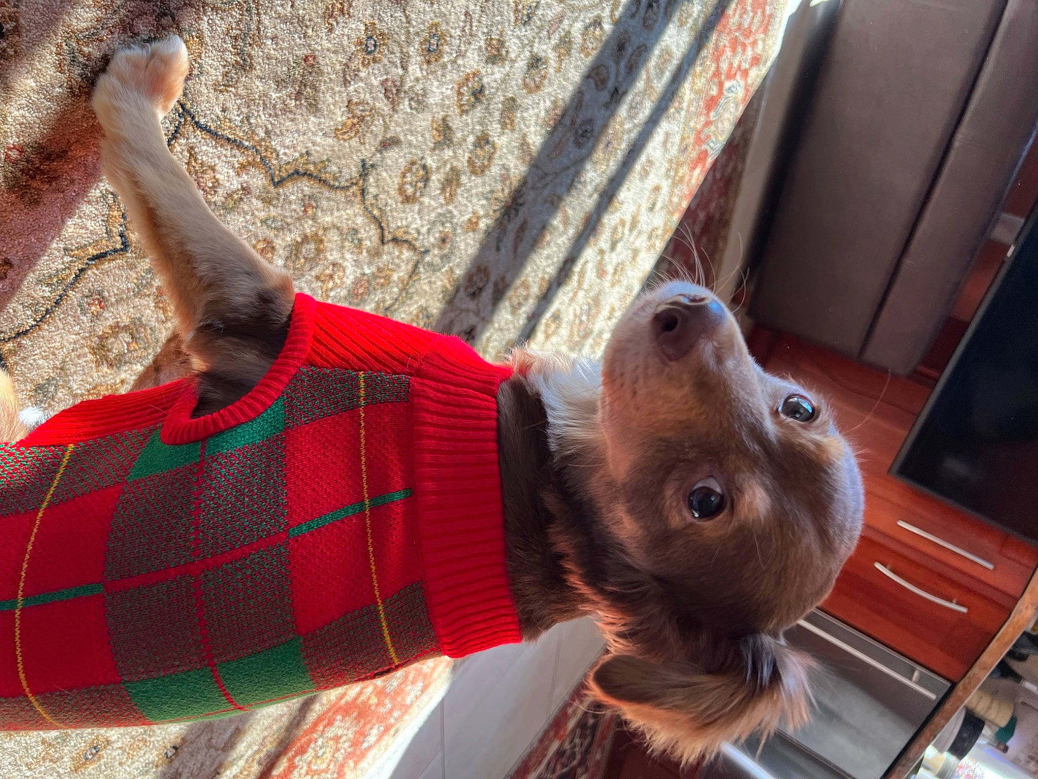 Coco is registered to the contest to win money with this photo: canidae, carmine, companion_dog, costume, fawn, flooring, fun, fur, liver, pattern, plaid, selfie, sporting_group, tartan, toy, wood, wool