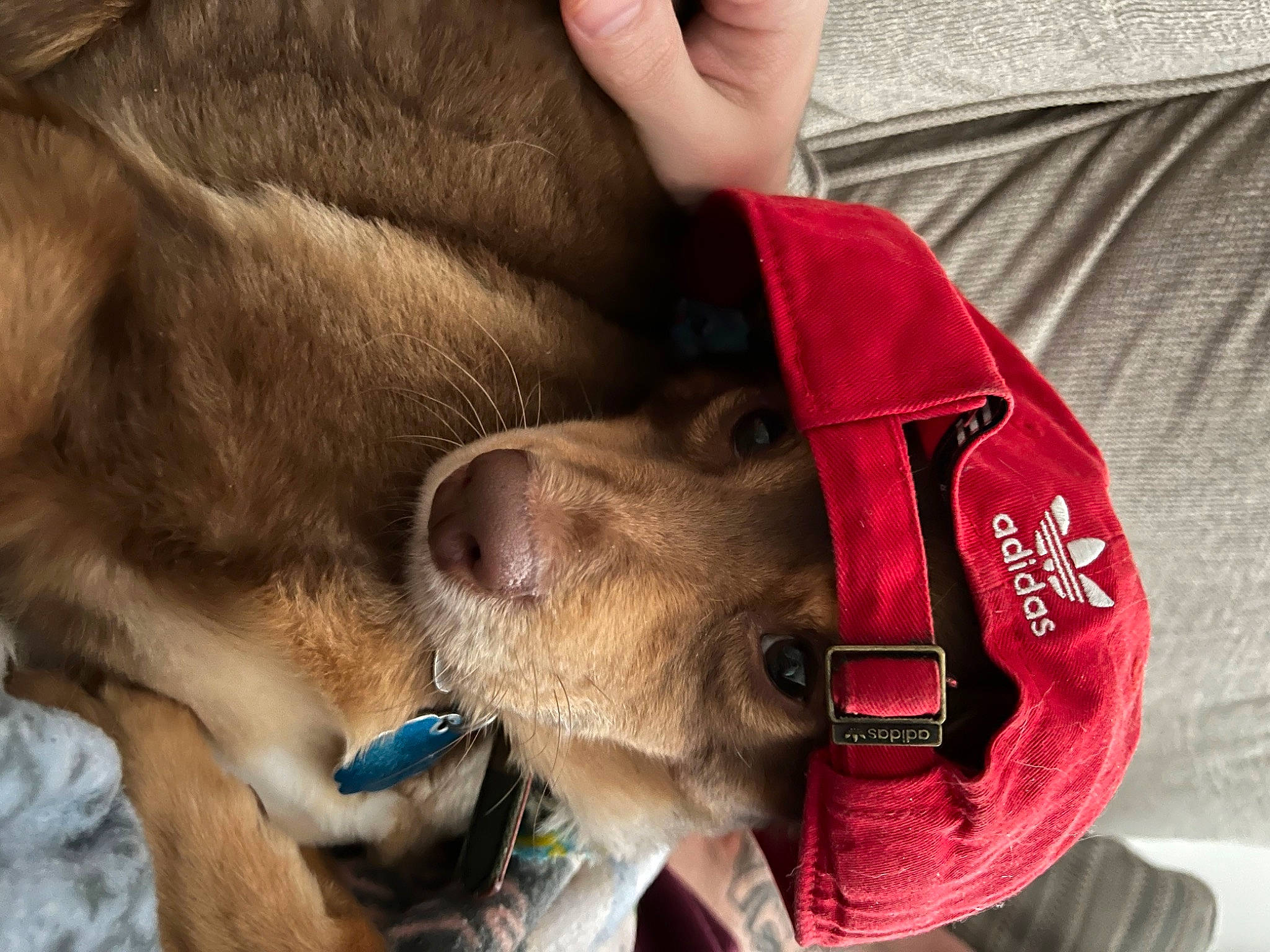 Coco is registered to the contest to win money with this photo: canidae, carnivore, collar, comfort, companion_dog, dog, dog_breed, dog_collar, fashion_accessory, fawn, fur, gesture, liver, pet_supply, selfie, snout, sporting_group, whiskers, working_animal, wrinkle