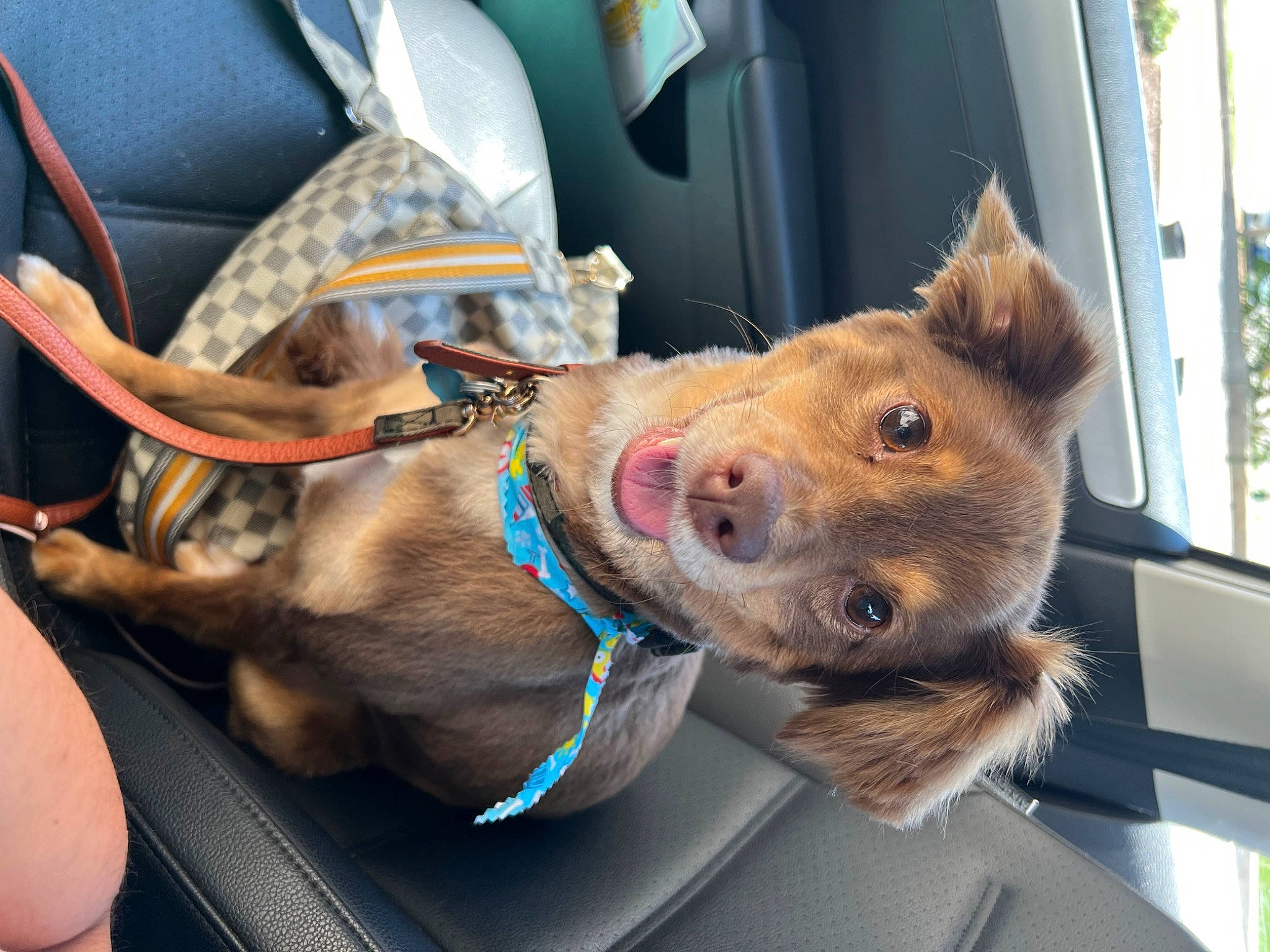 Coco joined the competition — help win amazing prizes! auto_part, car, car_seat, carnivore, collar, companion_dog, dog, dog_breed, dog_collar, ear, fawn, fur, leash, liver, snout, vehicle, vehicle_door, window, windshield, working_animal