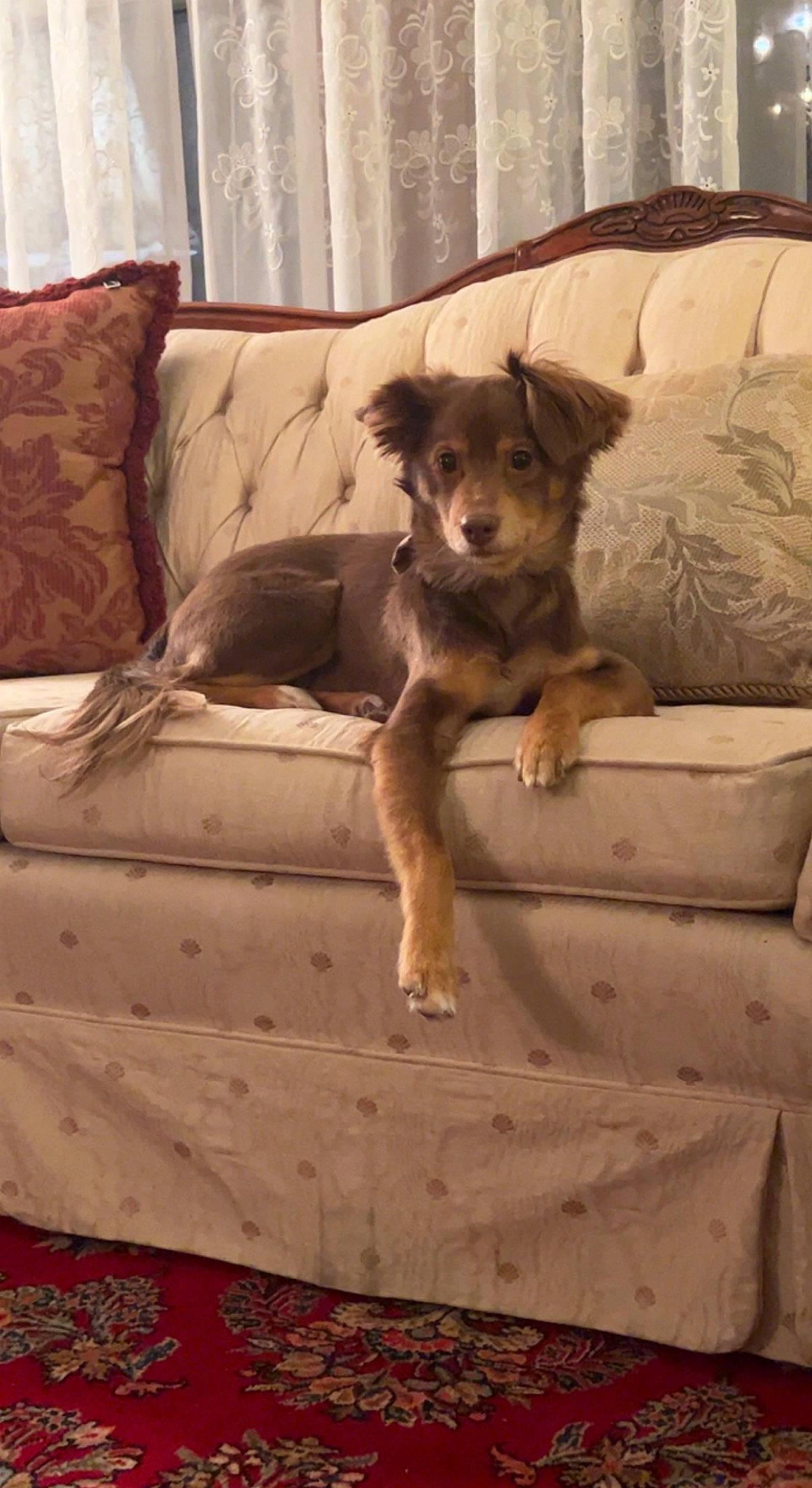 Coco joined the competition — help win amazing prizes! brown, carnivore, comfort, companion_dog, couch, dog, dog_breed, fawn, floor, flooring, furniture, hardwood, linens, liver, pillow, snout, sporting_group, tints_and_shades, wood, working_animal