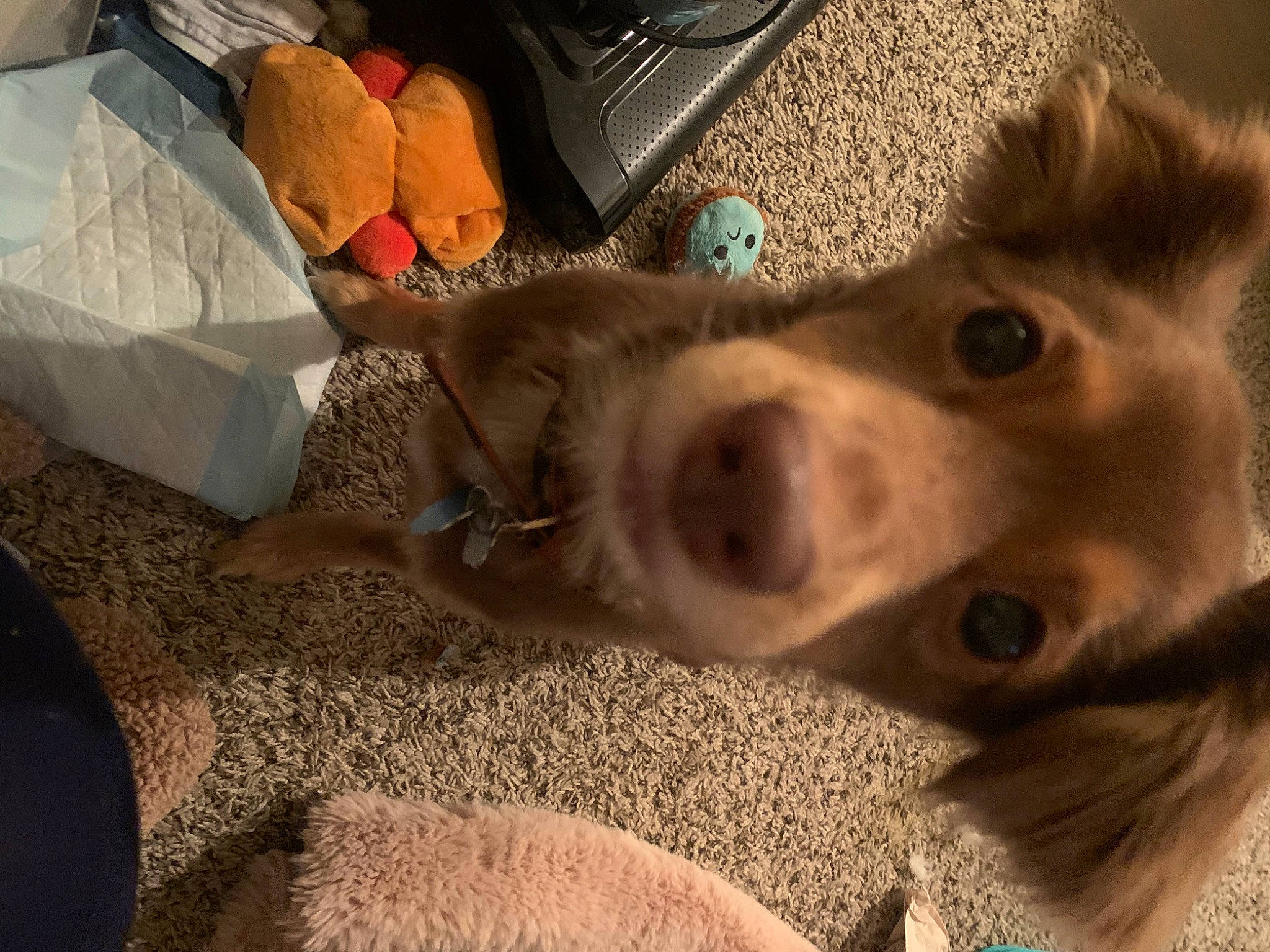 Coco joined the competition — help win amazing prizes! canidae, carnivore, collar, comfort, companion_dog, dog, dog_breed, fawn, flooring, fur, non_sporting_group, paw, snout, sporting_group, tail, whiskers, working_animal, working_dog