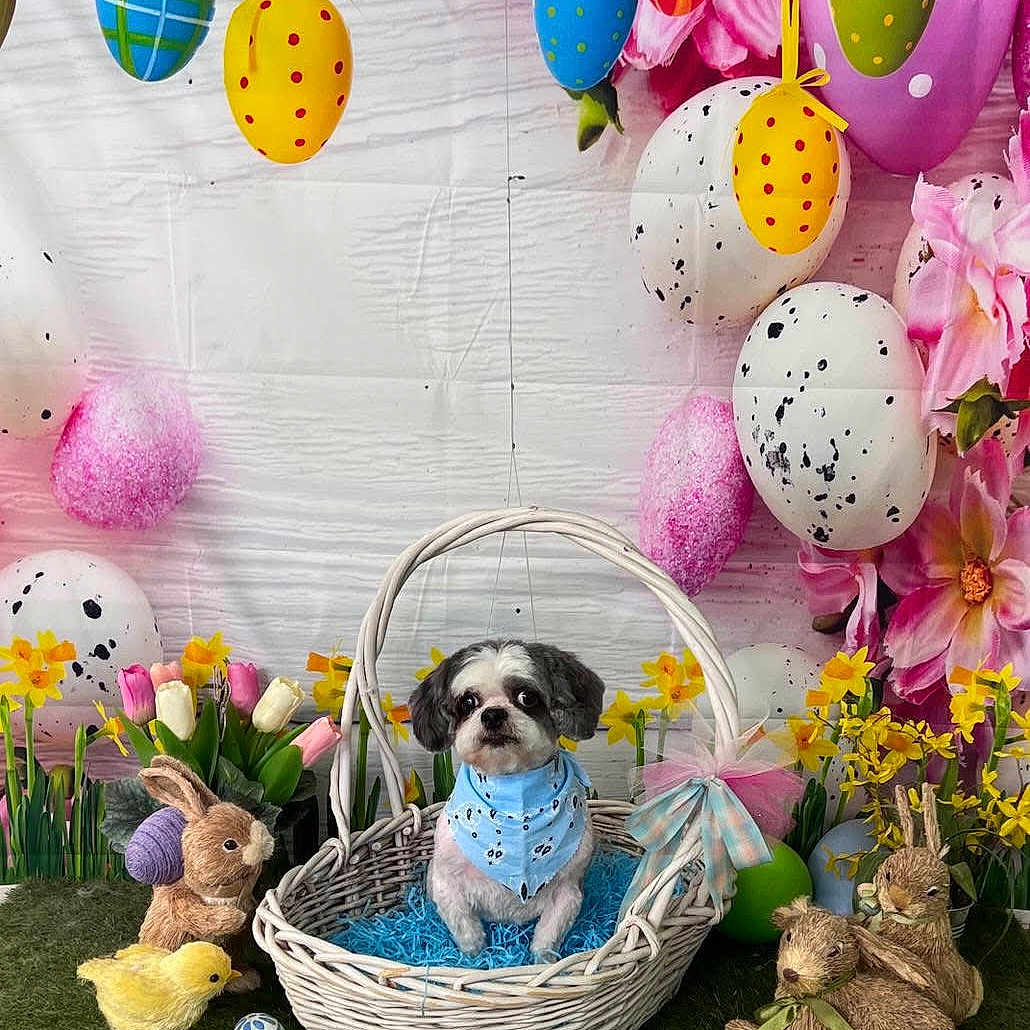 Princeton joined the competition — help win amazing prizes! animal, ball, balloon, bird, canine, chicken, dog, dogbed, football, fowl, fun, leisureactivities, people, person, pet, picnic, poultry, soccer, soccerball, sport