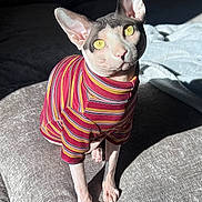 Rockie Mue joined the competition — help win amazing prizes! sphynx_cat, cat, pet, striped_sweater, yellow_eyes, sunlight, cushion, indoor, feline, hairless_cat, portrait, texture, sitting, looking_up, pink_nose, animal, cozy, warm_light, striped_clothing, domestic_animal