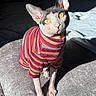 sphynx_cat, cat, pet, striped_sweater, yellow_eyes, sunlight, cushion, indoor, feline, hairless_cat, portrait, texture, sitting, looking_up, pink_nose, animal, cozy, warm_light, striped_clothing, domestic_animal