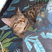 Neige a rejoint le concours — aidez-le/la à gagner de superbes lots ! bed, blanket, cat, closeup, comfort, cozy, domestic_animal, ears, feline, fur, indoor, kitten, laptop, pattern, pet, relaxed, resting, sleeping, striped, tabby