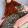 Neige a rejoint le concours — aidez-le/la à gagner de superbes lots ! blanket, cat, cozy, cute, ears, feline, fur, home, indoor, lying_down, monkey_toy, pet, plush_toy, relaxed, resting, soft_texture, striped, stuffed_animal, tabby, whiskers