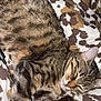 Neige participe au concours pour gagner de l'argent avec cette photo : animal, blanket, cable, cat, closeup, cozy, cute, domestic, feline, fur, indoors, pattern, paw, pet, relaxed, resting, sleeping, striped, tabby, whiskers