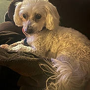 Pukie Brown is registered to the contest to win money with this photo: animal, blanket, canine, companion, couch, cozy, curly_fur, cute, dog, domestic, fluffy, friendly, fur, home, indoor, pet, relaxed, resting, tongue_out, white_dog