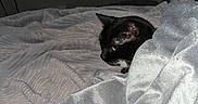 Wiggles joined the competition — help win amazing prizes! cat, black_cat, blanket, bed, bedding, indoor, pet, feline, resting, cozy, fur, head, peeking, silver_blanket, sleeping_area, soft_texture, warm, cute, animal, domestic_animal