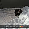 cat, black_cat, blanket, bed, bedding, indoor, pet, feline, resting, cozy, fur, head, peeking, silver_blanket, sleeping_area, soft_texture, warm, cute, animal, domestic_animal