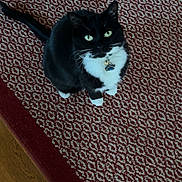 Wiggles is registered to the contest to win money with this photo: cat, tuxedo_cat, pet, indoor, floor, rug, patterned_rug, red_rug, white_rug_pattern, wooden_floor, looking_up, green_eyes, feline, whiskers, collar, tag, sitting, domestic_cat, black_cat, white_paws