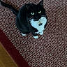 cat, tuxedo_cat, pet, indoor, floor, rug, patterned_rug, red_rug, white_rug_pattern, wooden_floor, looking_up, green_eyes, feline, whiskers, collar, tag, sitting, domestic_cat, black_cat, white_paws