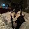 cat, tuxedo_cat, pet, indoor, bed, blanket, collar, tag, paw_shaped_tag, black_and_white, feline, whiskers, sitting, cozy, furry, domestic_animal, soft_lighting, blurred_background, night, cute