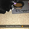 cat, black_cat, white_paws, pink_hat, cowboy_hat, cat_food, food_bowl, floor, mat, pet, indoor, animal, cute, costume, hat, ready_for_halloween, text_overlay, yellow_eyes, whiskers, black_fur