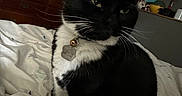 Wiggles is registered to the contest to win money with this photo: animal, bed, black_and_white, blanket, cat, collar, cozy, domestic, dresser, feline, household_items, indoor, lamp, pet, relaxed, room, tag, television, tuxedo_cat, whiskers