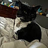 animal, bed, black_and_white, blanket, cat, collar, cozy, domestic, dresser, feline, household_items, indoor, lamp, pet, relaxed, room, tag, television, tuxedo_cat, whiskers