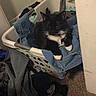 cat, laundry_basket, clothes, black_and_white_cat, indoor, carpet, door, fabric, pile_of_clothes, feline, resting, pet, household, messy_room, cozy, domestic, casual, relaxed, fur, whiskers