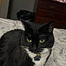 cat, tuxedo_cat, pet, indoor, bed, furniture, collar, tag, yellow_eyes, black_fur, white_fur, whiskers, domestic_animal, household, dorm_room, resting, looking, close_up, fur, animal
