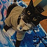 cat, black_and_white_cat, pet, animal, clothing, sweater, blanket, blue, indoor, furniture, door, curious, wide_eyes, whiskers, collar, tag, floor, home, cozy, portrait