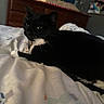 animal, bed, black_cat, blanket, cat, cozy, domestic_animal, dressing_table, feline, fur, indoor, lamp, pet, relaxed, resting, sleepy, soft_light, stuffed_toy, whiskers, white_paws