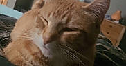 Peaches is registered to the contest to win money with this photo: animal, bed, blanket, cartoon, cat, cozy, domestic_animal, dresser, ears, fur, furniture, home, indoor, orange_tabby, pet, relaxing, resting, sleeping, television, whiskers