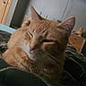 Peaches is registered to the contest to win money with this photo: cat, orange_tabby, sleeping, bed, blanket, indoor, furniture, dresser, television, cartoon, relaxing, pet, domestic_animal, fur, whiskers, ears, cozy, resting, home, animal