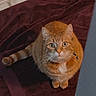 Peaches is registered to the contest to win money with this photo: cat, ginger_cat, pet, indoor, blanket, curious, animal, feline, whiskers, ears, tail, floor, door, cozy, looking_up, cute, domestic_cat, orange_fur, sitting, collar