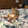 animal, bed, bedroom, cat, cozy, curious, cute, domestic_cat, dresser, feline, floral_bedspread, furniture, indoor, looking_at_camera, orange_cat, orange_tabby, pet, relaxed, sitting, striped_cat