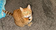 Peaches joined the competition — help win amazing prizes! cat, orange_tabby, pet, indoor, carpet, collar, feline, animal, looking_up, domestic, floor, curious, orange_fur, whiskers, ears, tail, household_item, towel, hanger, cozy