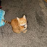 animal, carpet, cat, collar, cozy, curious, domestic, ears, feline, floor, hanger, household_item, indoor, looking_up, orange_fur, orange_tabby, pet, tail, towel, whiskers