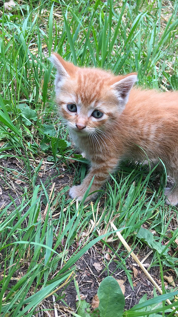 Peaches