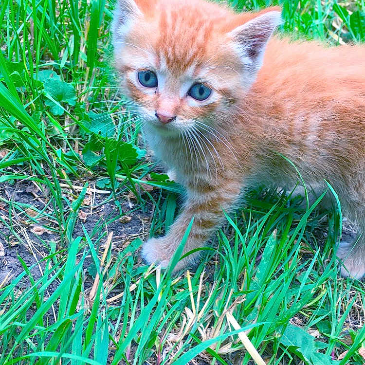 Peaches