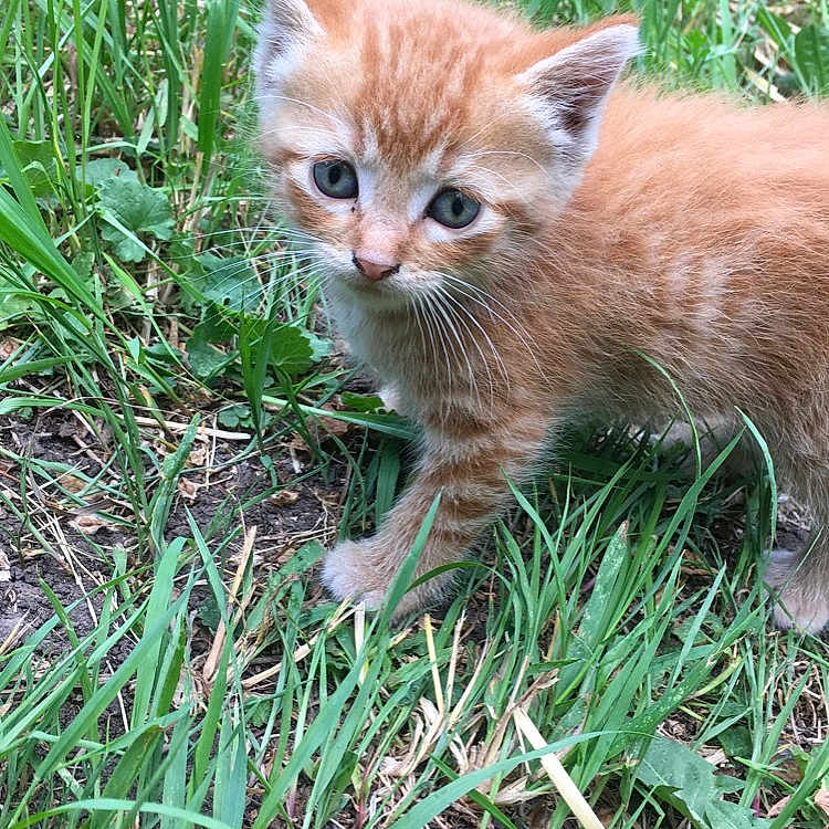 Peaches is registered to the contest to win money with this photo: kitten, orange_cat, grass, outdoor, young_animal, curious, small, animal, pet, feline, nature, greenery, cute, eyes, fur, whiskers, ground, exploring, young, mammal