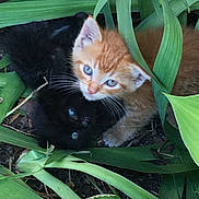 Peaches joined the competition — help win amazing prizes! animal, black_cat, cat, closeup, curious, cute, eyes, fur, greenery, kitten, leaves, nature, orange_cat, outdoor, pet, plants, playful, snuggle, whiskers, young