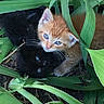 animal, black_cat, cat, closeup, curious, cute, eyes, fur, greenery, kitten, leaves, nature, orange_cat, outdoor, pet, plants, playful, snuggle, whiskers, young