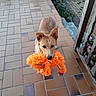 Tina participe au concours pour gagner de l'argent avec cette photo : dog, toy, orange, porch, tiles, pet, animal, cute, playful, fur, ears, nose, outdoor, garden, greenery, wooden_railing, looking_up, daylight, pet_toy, brown_dog